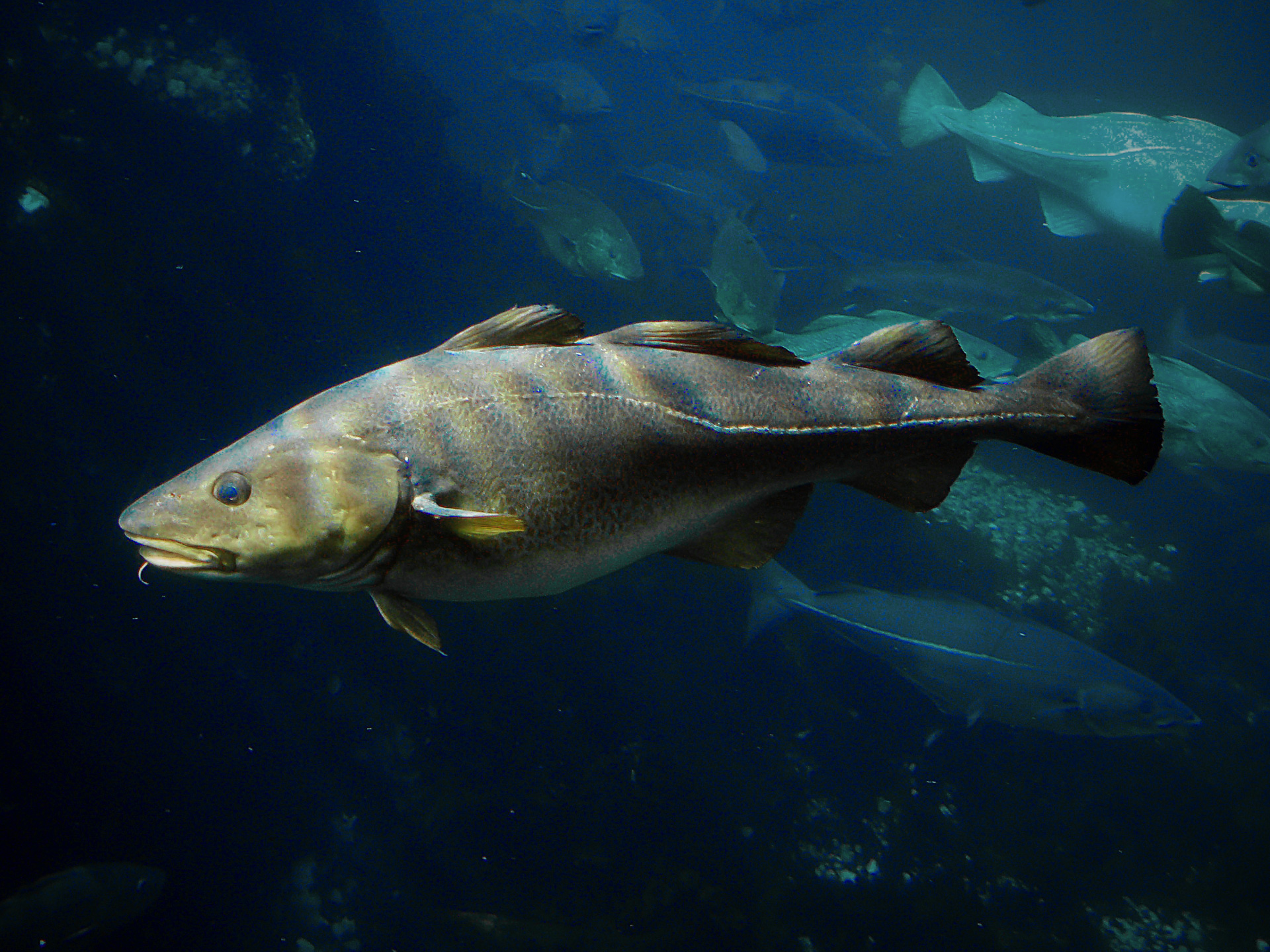 Cod Comeback - CCFI Conference Seeks to Build Competitive, Sustainable, Viable Fishery 
